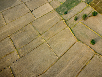 空中图片大农业情节准备成长大米无人机摄影