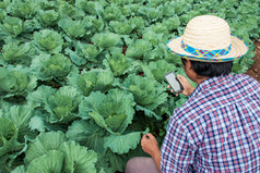 现代农民和有爱心的为蔬菜使用技术