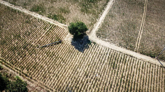 空中视图农业<strong>情节</strong>干旱条件后收获季节无人机摄影