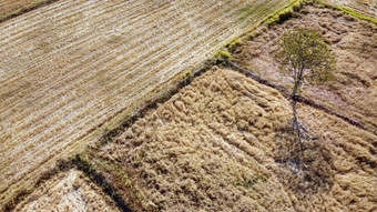 空中视图农业<strong>情节</strong>干旱条件后收获季节无人机摄影