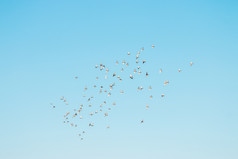 群鸟飞行的蓝色的天空
