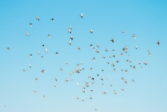 群鸟飞行的蓝色的天空