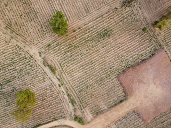 农业土地在培养季节空中照片drones