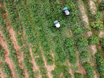 农民喷雾有毒农药农药农业情节杂草控制工业农业主题空中照片drones