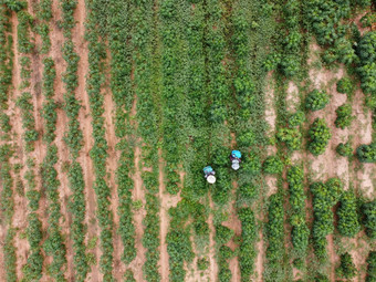 农民喷雾有毒农药农药农业情节杂草控制工业农业主题空中照片drones