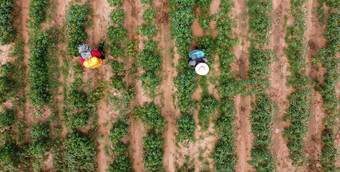 农民喷雾有毒农药农药农业情节杂草控制工业农业主题空中照片drones