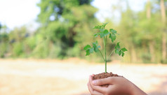 概念业务增长树增长自然