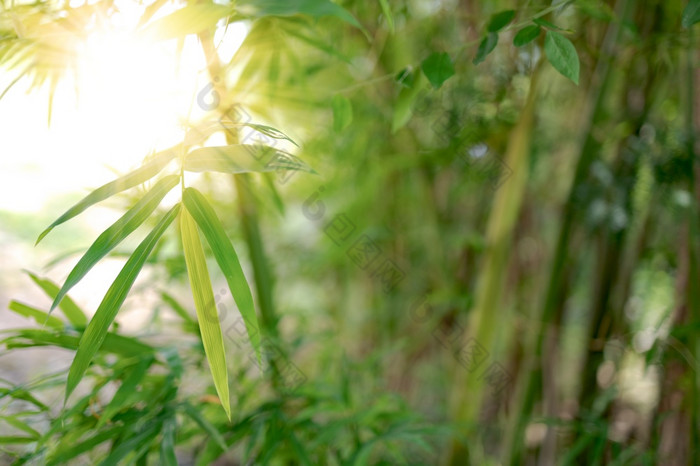 竹子叶子自然和早....阳光背景图像为水疗中心和自然