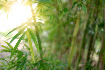 <strong>竹子</strong>叶子自然和早....阳光背景图像为水疗中心和自然