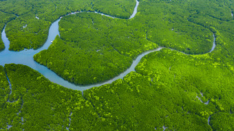空中视图红树林丛林<strong>泰国</strong>河热带红树林绿色树森林前视图树河红树林<strong>景观</strong>