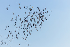 群飞行鸟群鸟和鸽子飞行在蓝色的天空背景