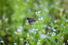 美丽的蝴蝶草地花与模糊自然绿色场背景