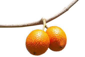 广汽集团水果婴儿菠萝蜜多刺的苦葫芦甜蜜的grourd科钦钦葫芦孤立的白色背景剪裁路径包括