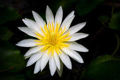 的盛开的美丽的莲花白色花瓣黄色的花粉花黑色的背景