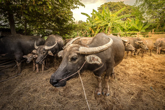 集团泰国水牛的农场泰国