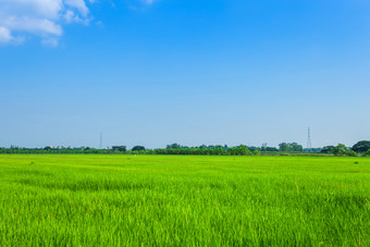 美丽的绿色玉米田与毛茸茸的云天空<strong>背景</strong>