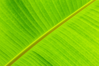 绿色香蕉叶热带棕榈<strong>树叶纹理背景</strong>