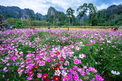 粉红色的花宇宙布鲁姆漂亮的的花园与山有人maprangPhitsaunlok泰国