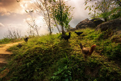 棕色（的）鸡绿色草日落视图山范围自然小道府塔普buek国家公园碧差汶泰国
