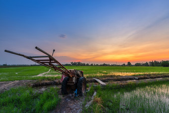 走拖拉机大米场为工作犁自的土壤之前大米培养犁帕迪场之前大米文化绿色玉米田与日落天空背景泰国