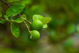关闭绿色<strong>柠檬</strong>成长的<strong>柠檬树</strong>花园柑橘类水果泰国