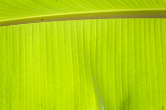 绿色香蕉叶热带棕榈<strong>树叶纹理背景</strong>