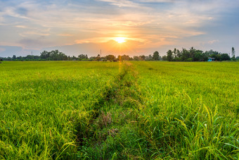 美丽的环境景观绿色场玉米田玉米亚洲国家农业收获与日落天空背景