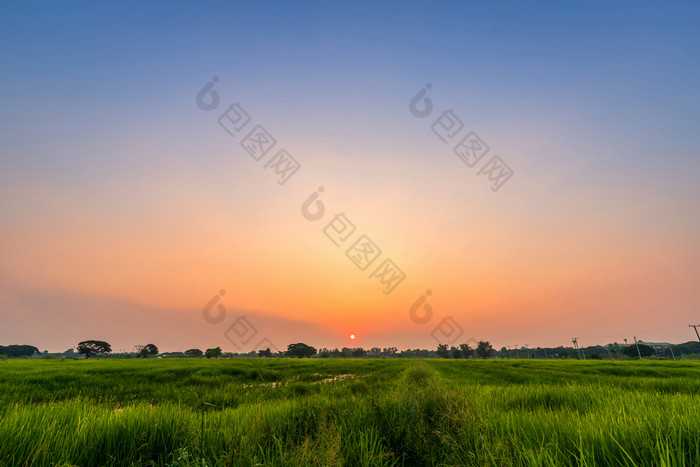 美丽的绿色场玉米田玉米亚洲国家农业收获与日落天空背景