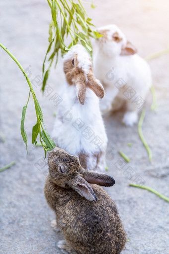 兔子吃食物笼子里动物农场花园背景泰国为泰国人旅行者旅行