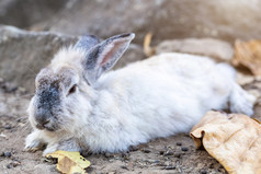 兔子坐着的干草笼子里动物农场花园背景泰国
