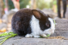 兔子吃食物笼子里动物农场花园背景泰国为泰国人旅行者旅行