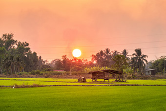 老木小屋绿色场玉米田玉米亚洲国家农业收获与日落天空背景泰国
