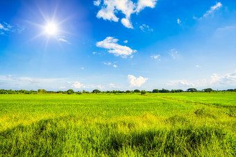 美丽的绿色场玉米田玉米亚洲国家农业收获与日落<strong>天空背景</strong>
