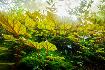 <strong>秋海棠</strong>属植物树叶的岩石的森林浅深度雨森林普欣隆克拉国家公园那空泰国区phitsanulok泰国
