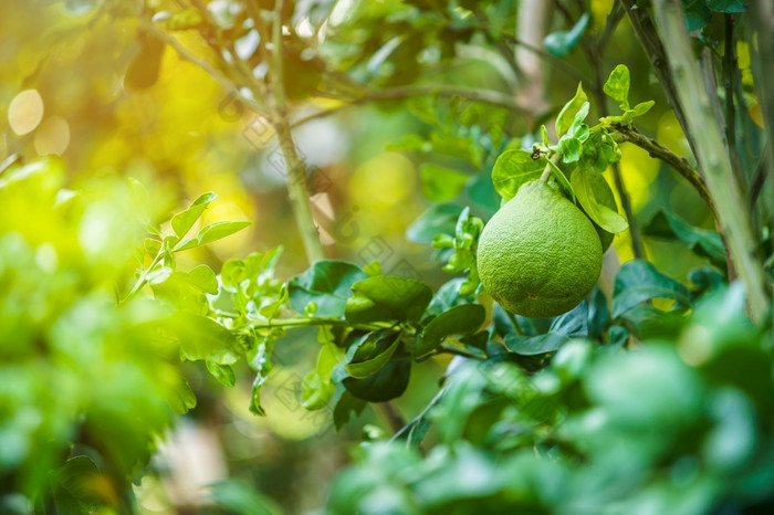 关闭绿色葡萄柚成长的葡萄柚树花园背景收获柑橘类水果泰国