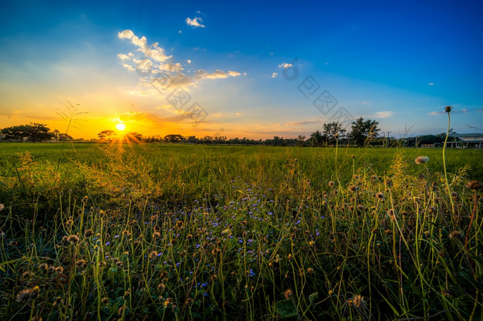 美丽的丛草野生花温暖的光和绿色场玉米田玉米亚洲国家农业收获与日落天空背景