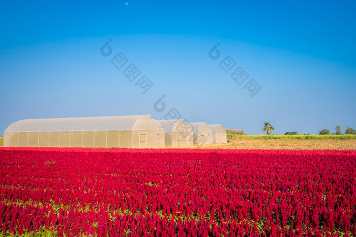 美丽的色彩斑斓的红色的粉红色的鸡冠Celosia花模式农场盛开的花园空气大气明亮的蓝色的天空自然背景甘烹“泰国