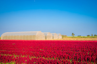 美丽的色彩斑斓的红色的粉红色的鸡冠Celosia花模式农场盛开的花园空气大气明亮的蓝色的天空自然<strong>背景</strong>甘烹“泰国