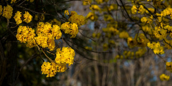 美丽的盛开的黄色的金塔贝布亚金黄色葡萄球菌花与的公园春天一<strong>天蓝色</strong>的<strong>天空背景</strong>泰国