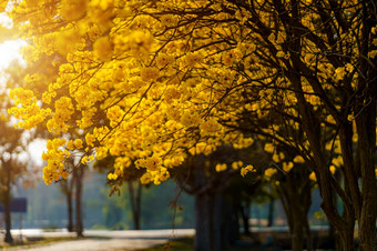 美丽的盛开的黄色的金塔贝布亚金黄色葡萄球菌花与的公园春天一天蓝色的天空背景泰国