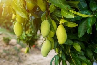 关闭新鲜的绿色芒果挂的芒果树花园农场与阳光背景收获水果泰国