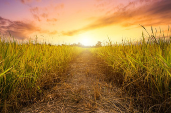 美丽的金耳朵泰国茉莉花<strong>大米</strong>植物<strong>有机大米</strong>场亚洲国家农业收获与日落天空背景