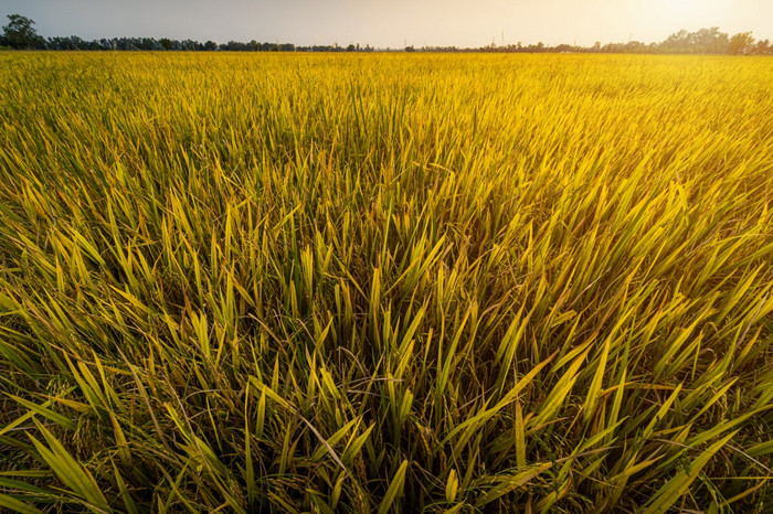 美丽的金耳朵泰国茉莉花大米植物有机大米场亚洲国家农业收获与日落天空背景