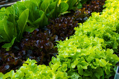 美丽的有机球生菜迷你因为绿色和红色的橡木生菜沙拉蔬菜花园的土壤日益增长的收获农业农业