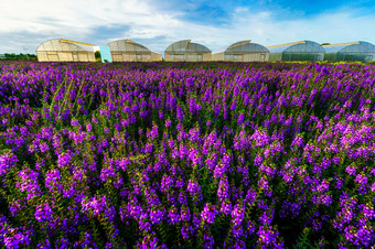美丽的色彩斑斓的紫色的和白色安吉洛尼亚瑟瑞娜花Angustifolia花模式农场盛开的花园空气大气明亮的蓝色的天空自然背景甘烹“泰国