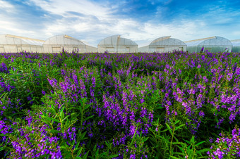 美丽的色彩斑斓的紫色的和白色安吉洛尼亚瑟瑞娜花Angustifolia花模式农场盛开的花园空气大气明亮的蓝色的天空自然背景甘烹“泰国