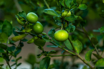 关闭绿色柠檬成长的柠檬树花园背景收获柑橘类水果泰国