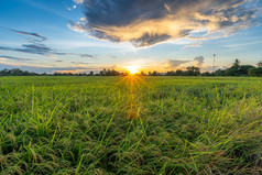 风景优美的视图景观大米场绿色草与场玉米田亚洲国家农业收获与毛茸茸的云蓝色的天空日落晚上背景