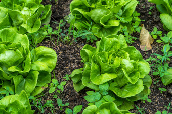 美丽的有机绿色球生菜生菜沙拉蔬菜花园的土壤日益增长的收获农业农业