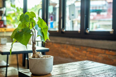 喜林芋selloum植物能木表格和墙与窗口白色的房间古董风格咖啡馆室内咖啡商店与装饰和复制空间背景